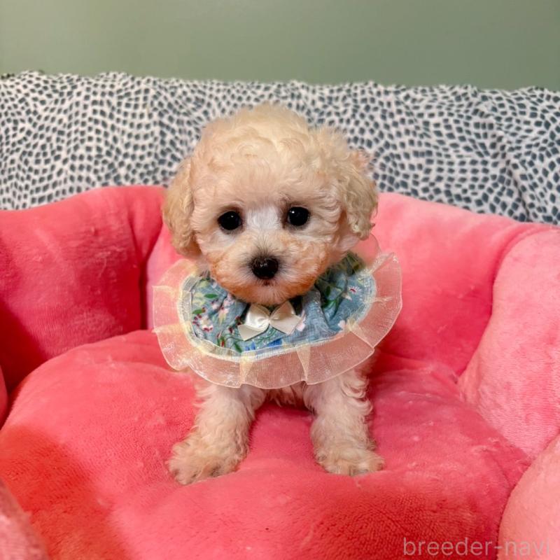 販売中の福岡県のティーカッププードル-454440の4枚目