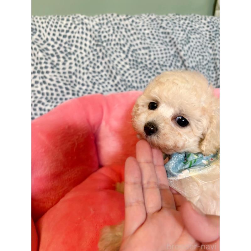 販売中の福岡県のティーカッププードル-454440の3枚目