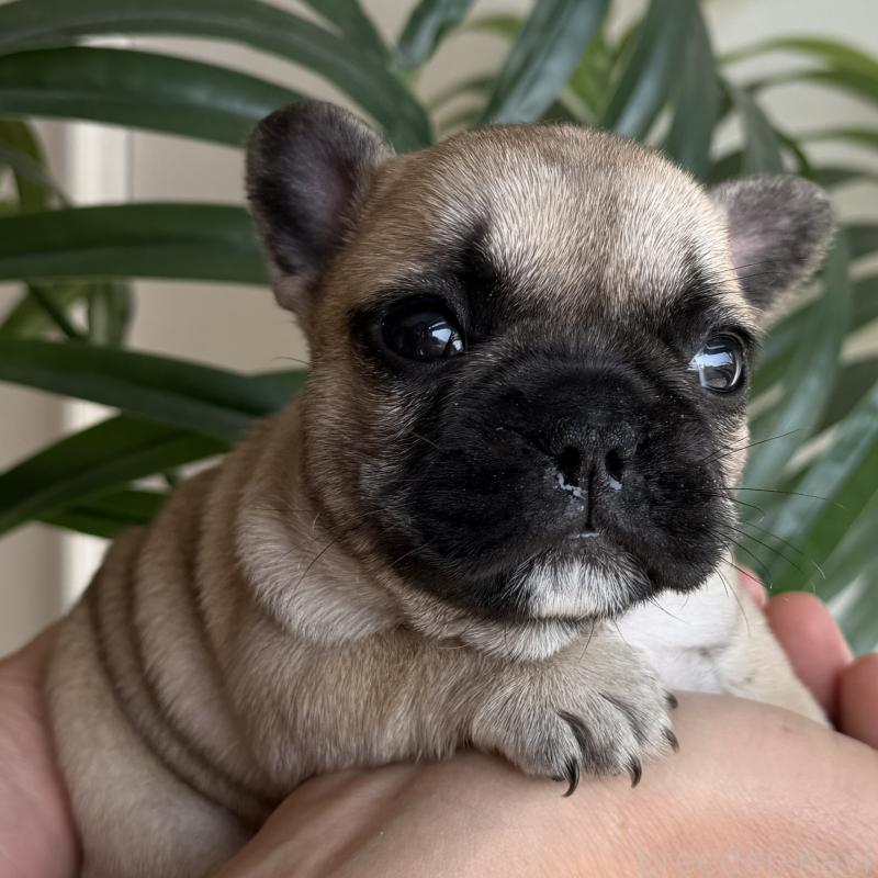 販売中の千葉県のフレンチブルドッグ-421518の4枚目