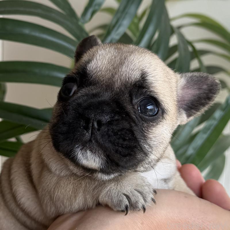 販売中の千葉県のフレンチブルドッグ-421518の3枚目