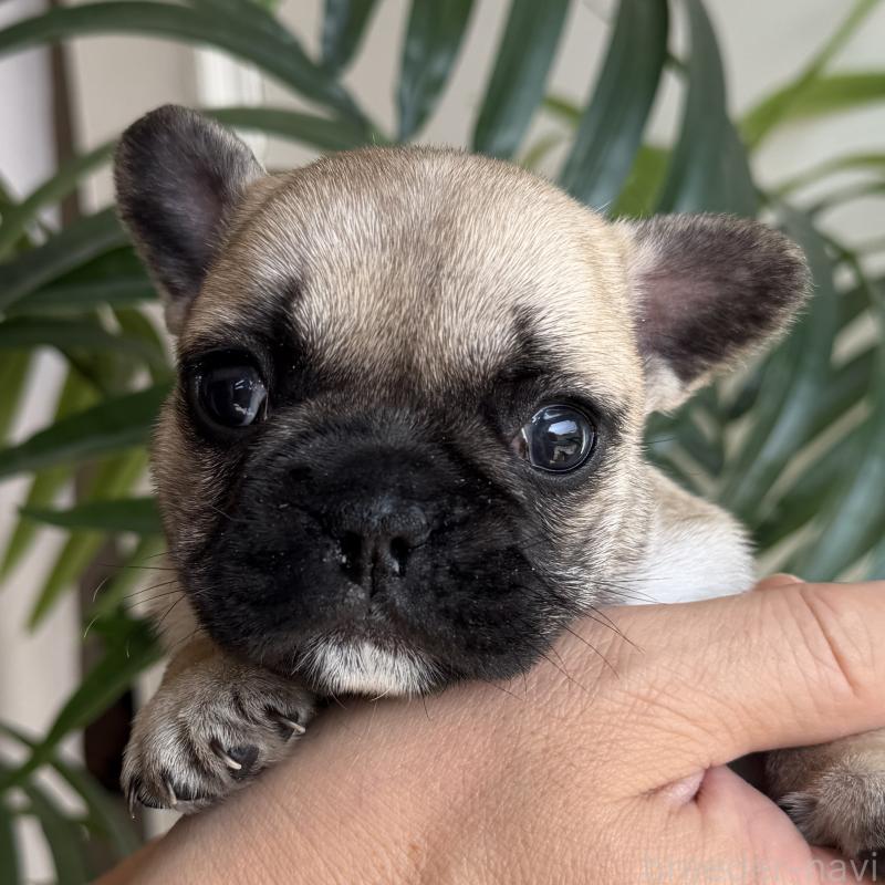 販売中の千葉県のフレンチブルドッグ-421518