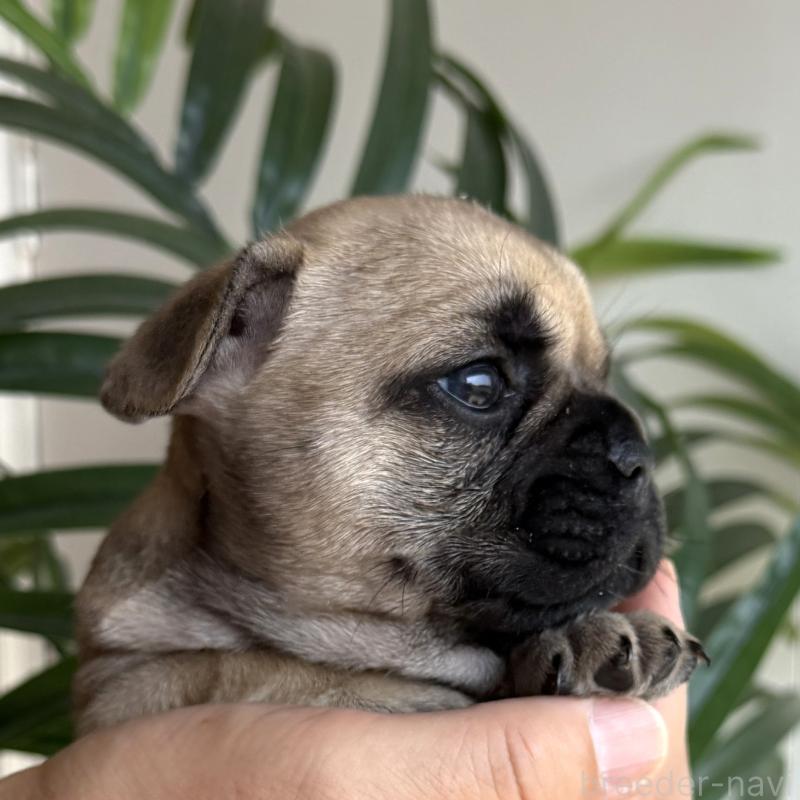 販売中の千葉県のフレンチブルドッグ-452790の3枚目