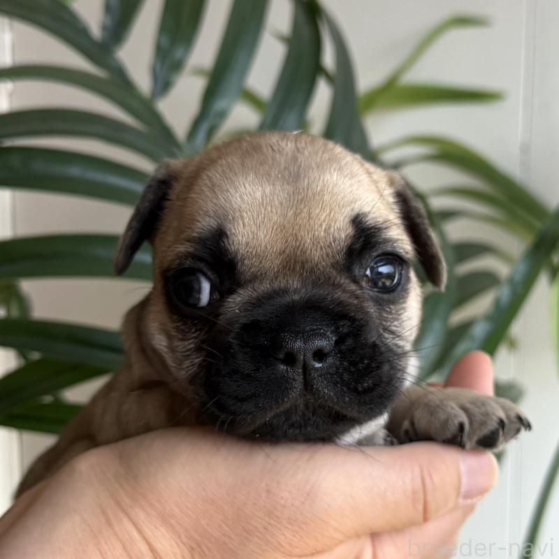 販売中の千葉県のフレンチブルドッグ-452790の2枚目