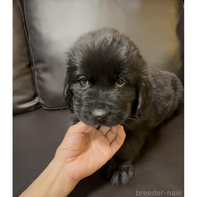 販売中の奈良県のニューファンドランド-454442の7枚目