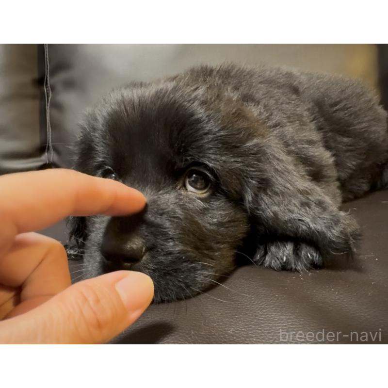 販売中の奈良県のニューファンドランド-454442の5枚目