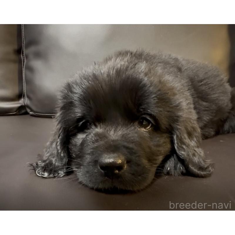 販売中の奈良県のニューファンドランド-454442の6枚目