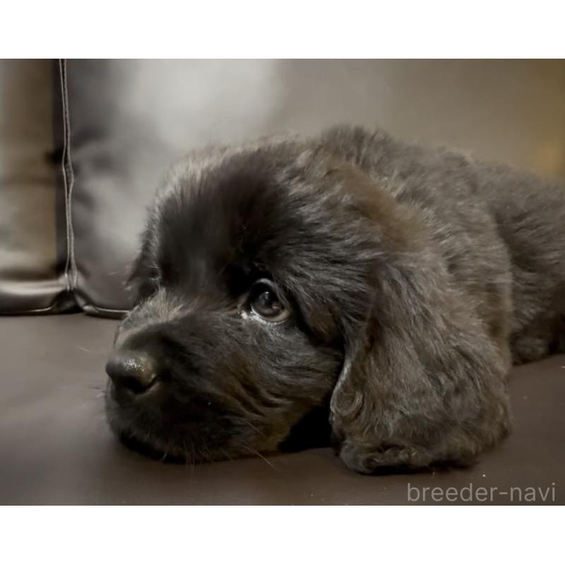 販売中の奈良県のニューファンドランド-454442の4枚目