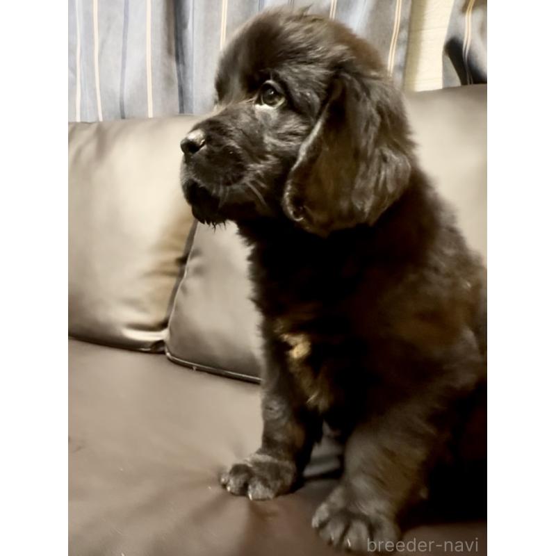 販売中の奈良県のニューファンドランド-454442の3枚目