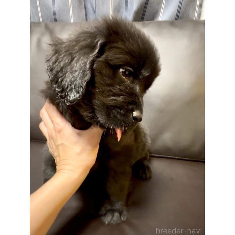 販売中の奈良県のニューファンドランド-454442の2枚目