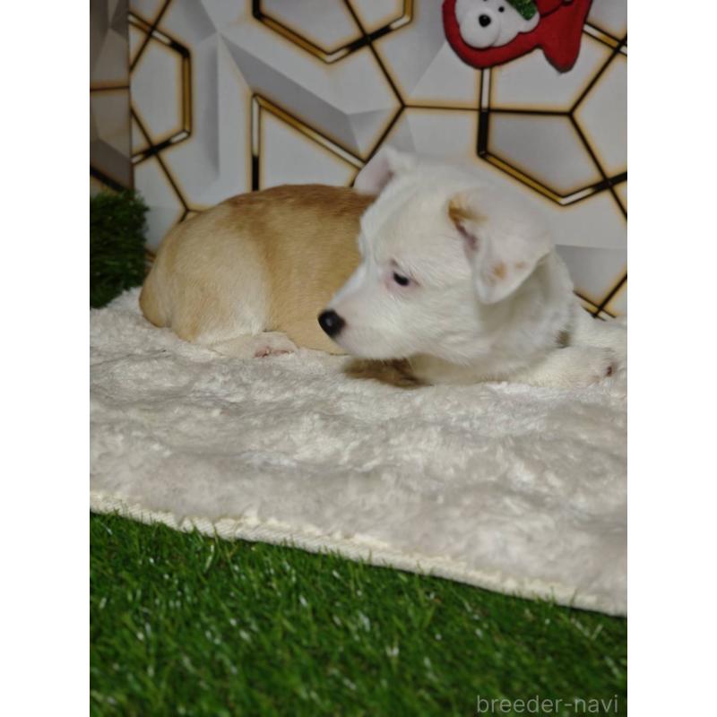 販売中の静岡県のウェルシュコーギーペンブローク-445419の8枚目