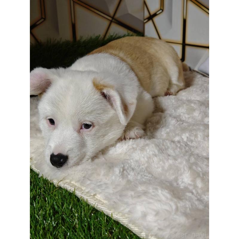 販売中の静岡県のウェルシュコーギーペンブローク-445419の7枚目