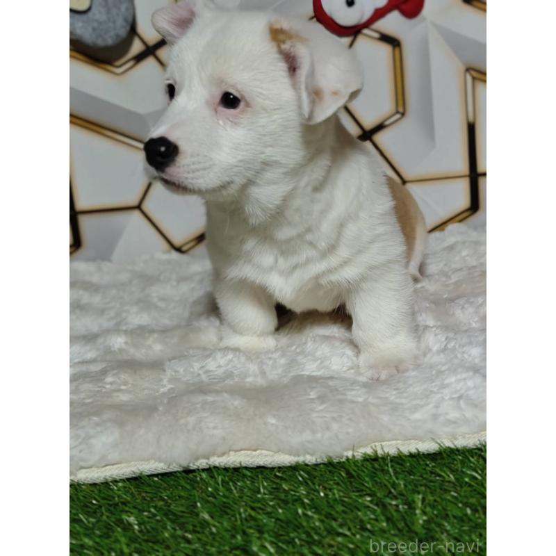 販売中の静岡県のウェルシュコーギーペンブローク-445419の5枚目