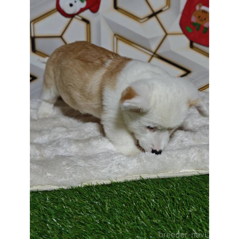 販売中の静岡県のウェルシュコーギーペンブローク-445419の2枚目