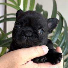 ♀︎フレンチブルドッグ