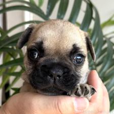 ♀︎フレンチブルドッグ