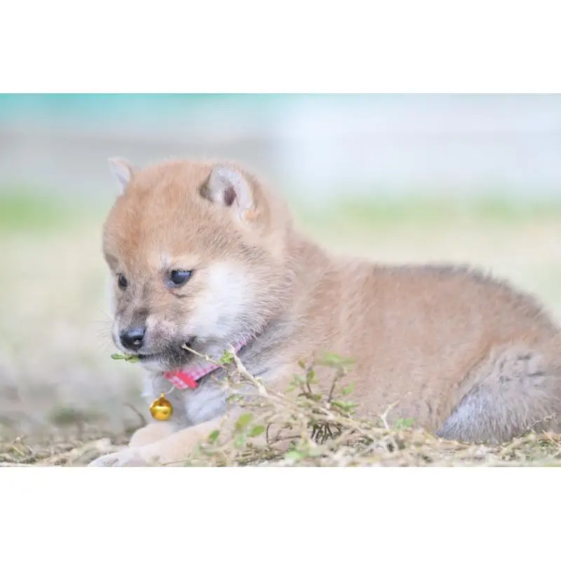 販売中の愛知県の柴犬-454234の4枚目