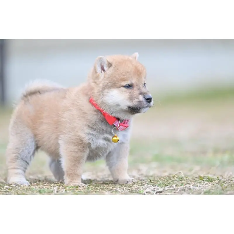 販売中の愛知県の柴犬-454234の3枚目