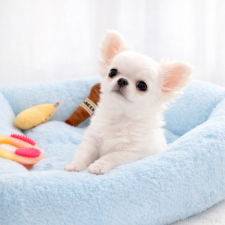 ♀︎チワワ(ロングコート)