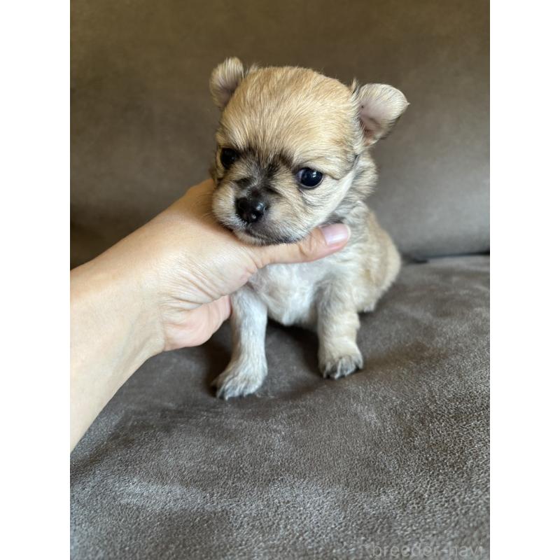 販売中の高知県のポメチワ:ポメラニアン×チワワ-454236の4枚目