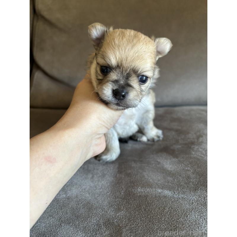 販売中の高知県のポメチワ:ポメラニアン×チワワ-454236の3枚目