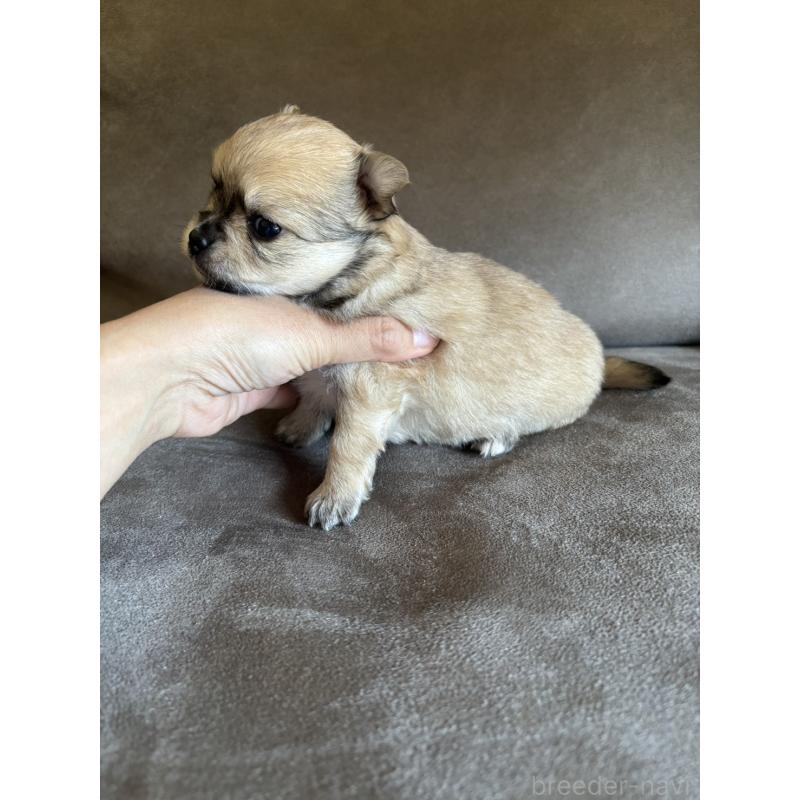 販売中の高知県のポメチワ:ポメラニアン×チワワ-454236の2枚目