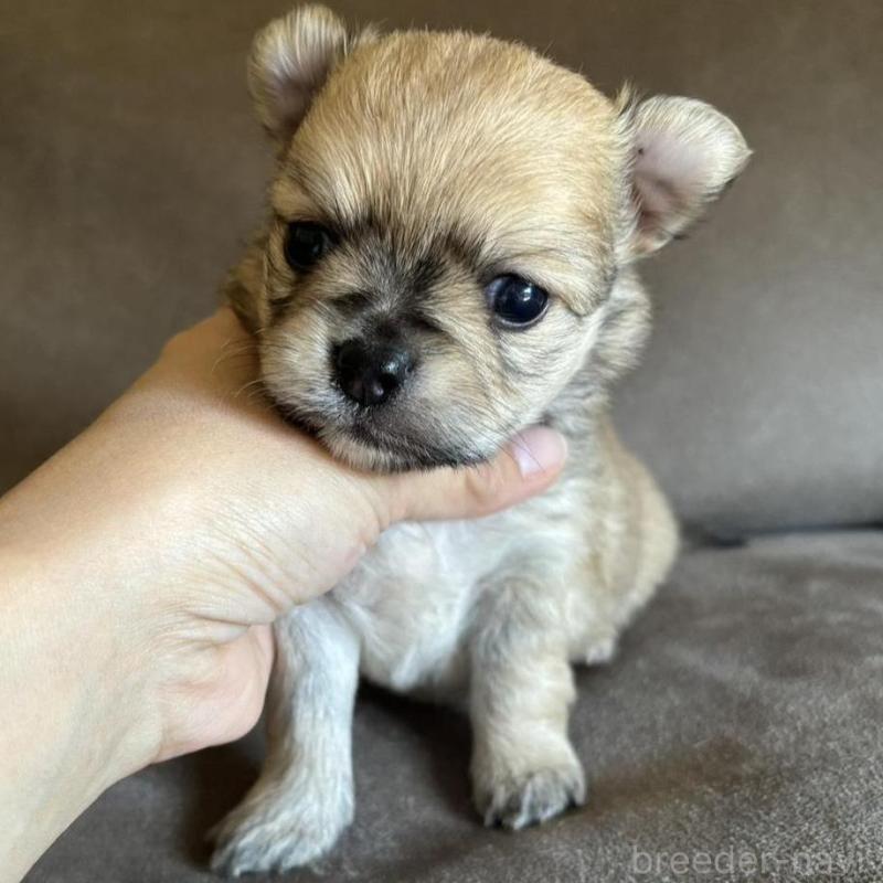 販売中の高知県のポメチワ:ポメラニアン×チワワ-454236