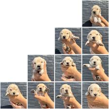 ♀︎ゴールデンレトリーバー