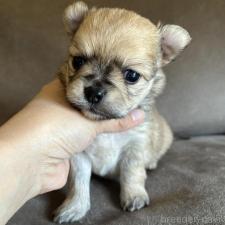 ポメチワ:ポメラニアン×チワワの子犬