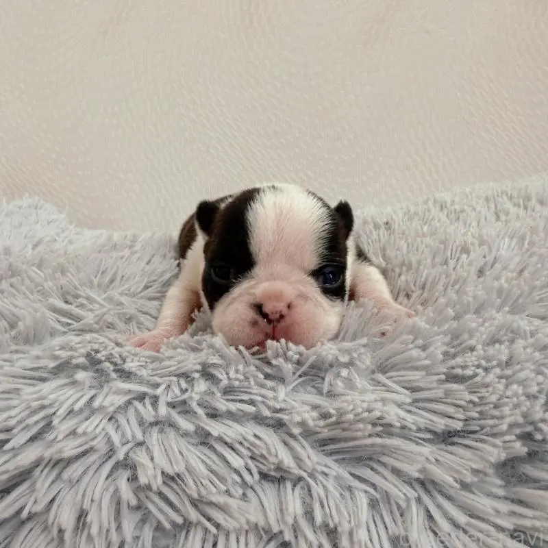 販売中の千葉県のボストンテリア-454240の10枚目