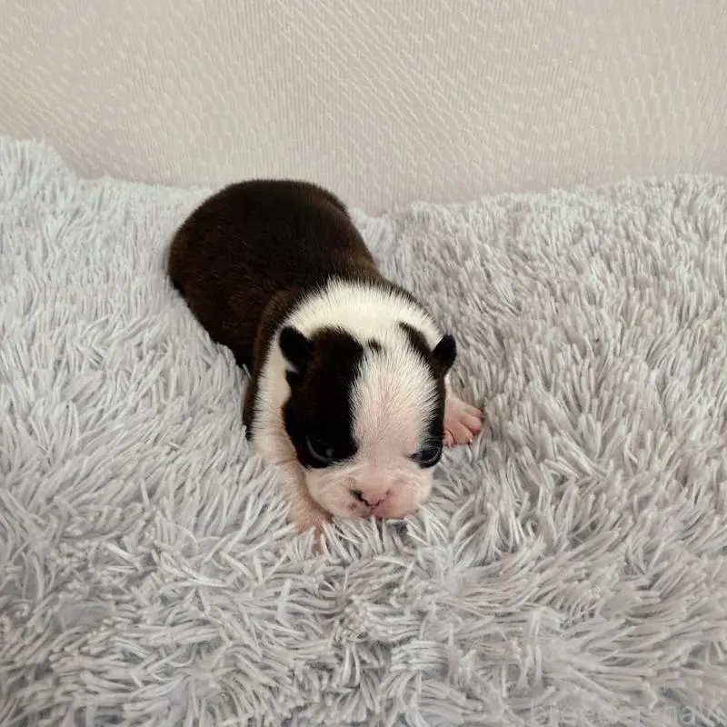 販売中の千葉県のボストンテリア-454240の9枚目