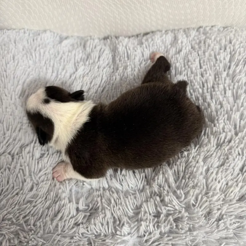 販売中の千葉県のボストンテリア-454240の8枚目