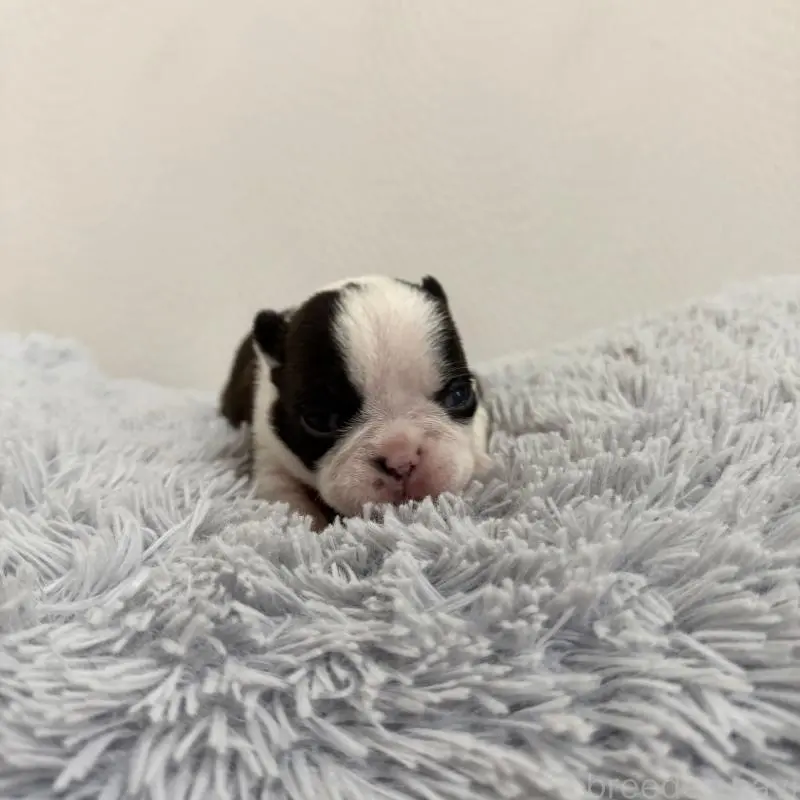 販売中の千葉県のボストンテリア-454240の7枚目