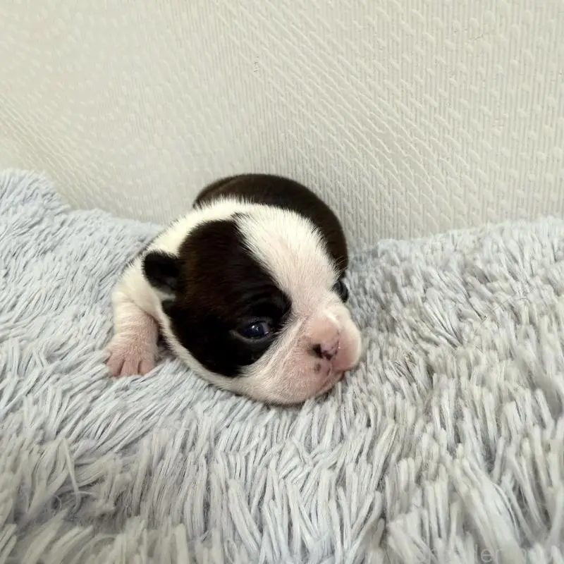 販売中の千葉県のボストンテリア-454240の6枚目