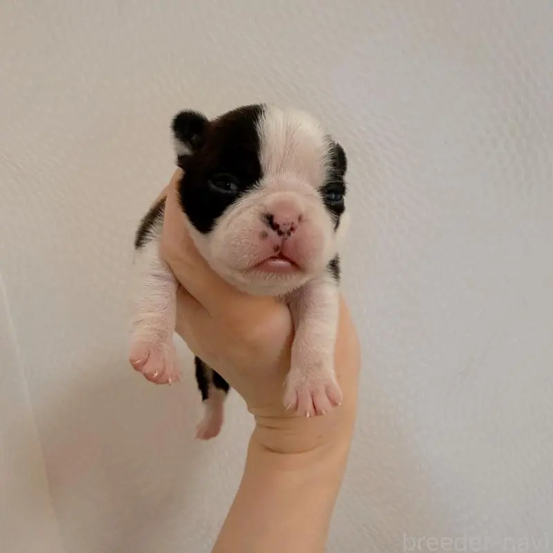 販売中の千葉県のボストンテリア-454240の5枚目