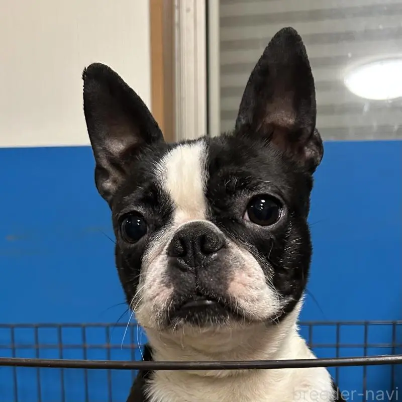 販売中の千葉県のボストンテリア-454240の4枚目