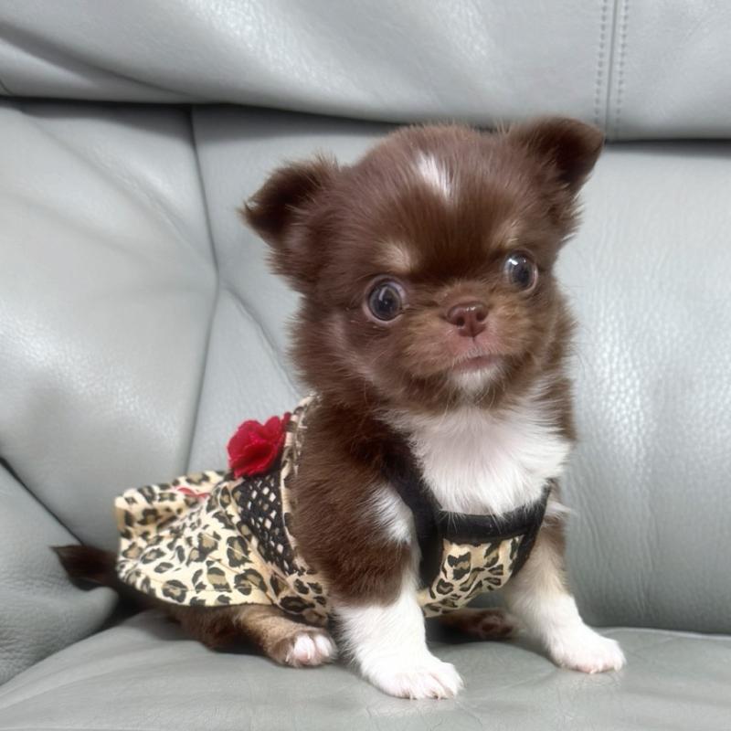 販売中の徳島県のチワワ(ロングコート)-454239の7枚目