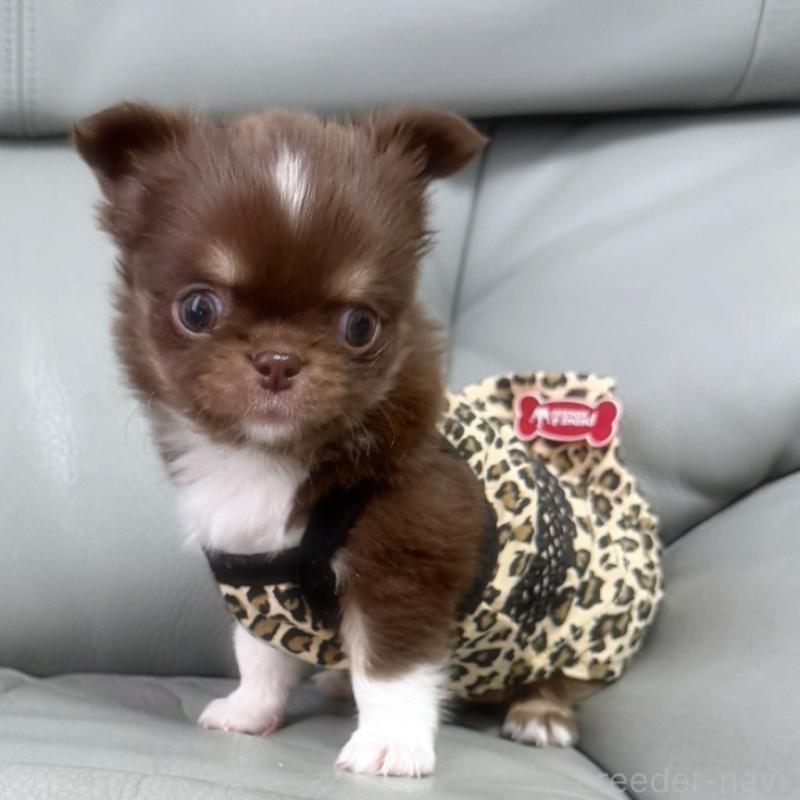 販売中の徳島県のチワワ(ロングコート)-454239の6枚目