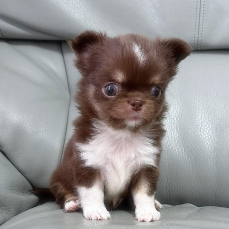 販売中の徳島県のチワワ(ロングコート)-454239の5枚目