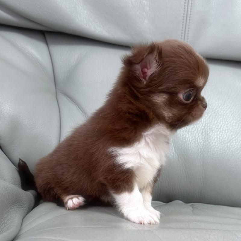 販売中の徳島県のチワワ(ロングコート)-454239の4枚目