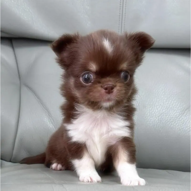 販売中の徳島県のチワワ(ロングコート)-454239の3枚目