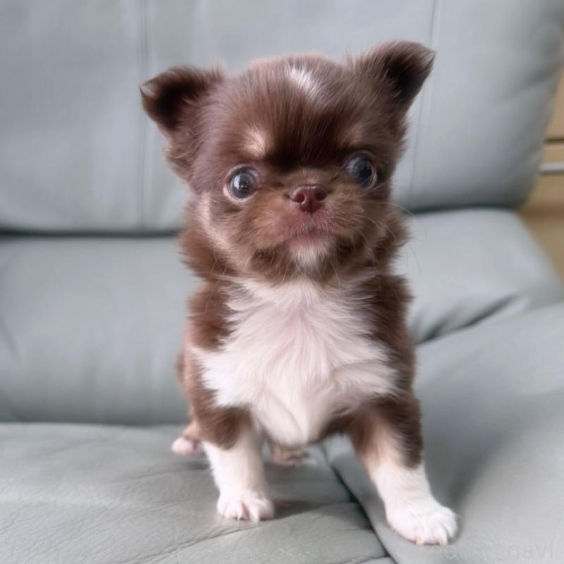 販売中の徳島県のチワワ(ロングコート)-454239の2枚目