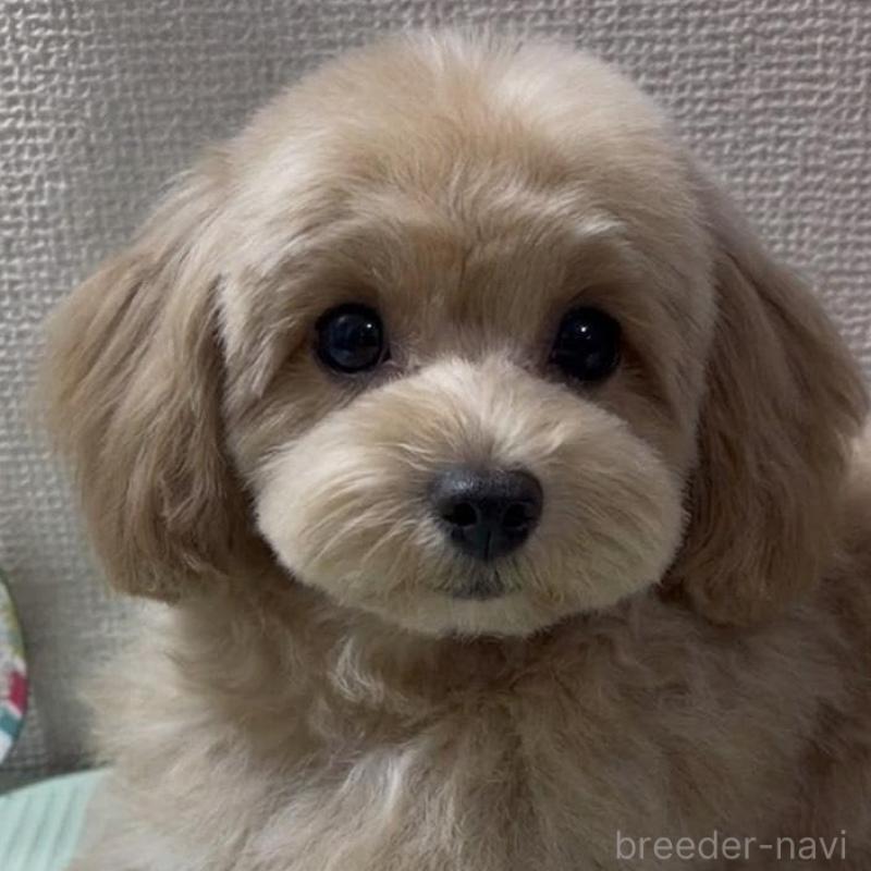 販売中の京都府のマルプー:マルチーズ×トイプードル-454241