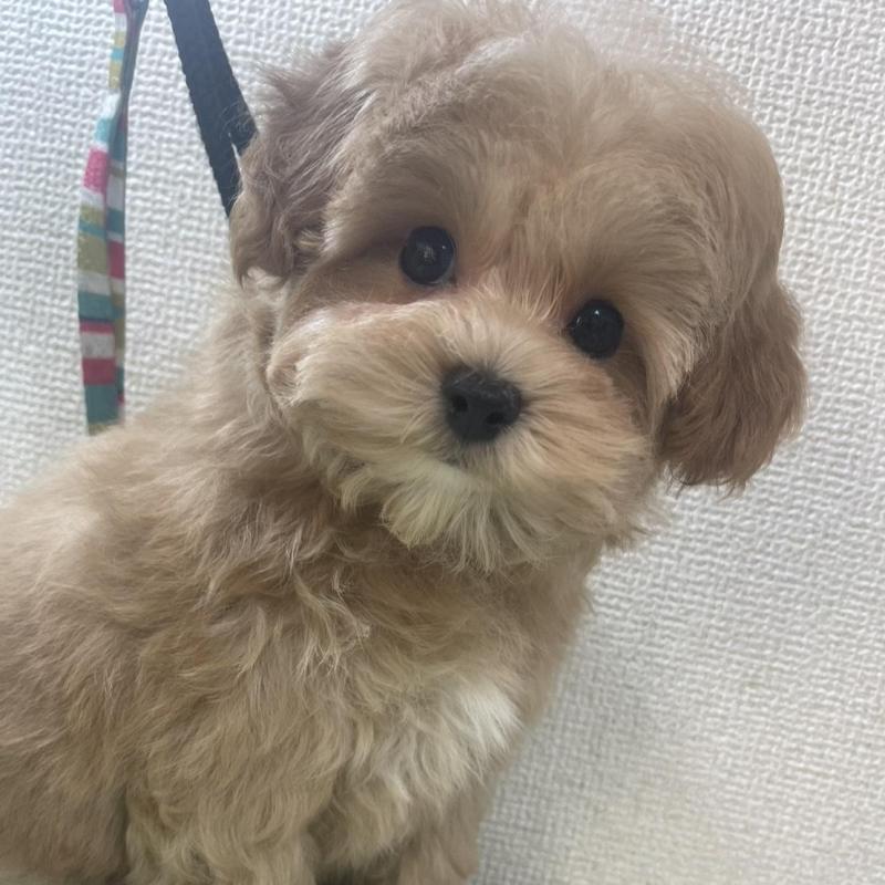 販売中の京都府のマルプー:マルチーズ×トイプードル-454241の6枚目