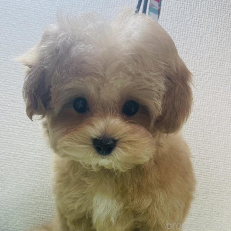 販売中の京都府のマルプー:マルチーズ×トイプードル-454241の5枚目