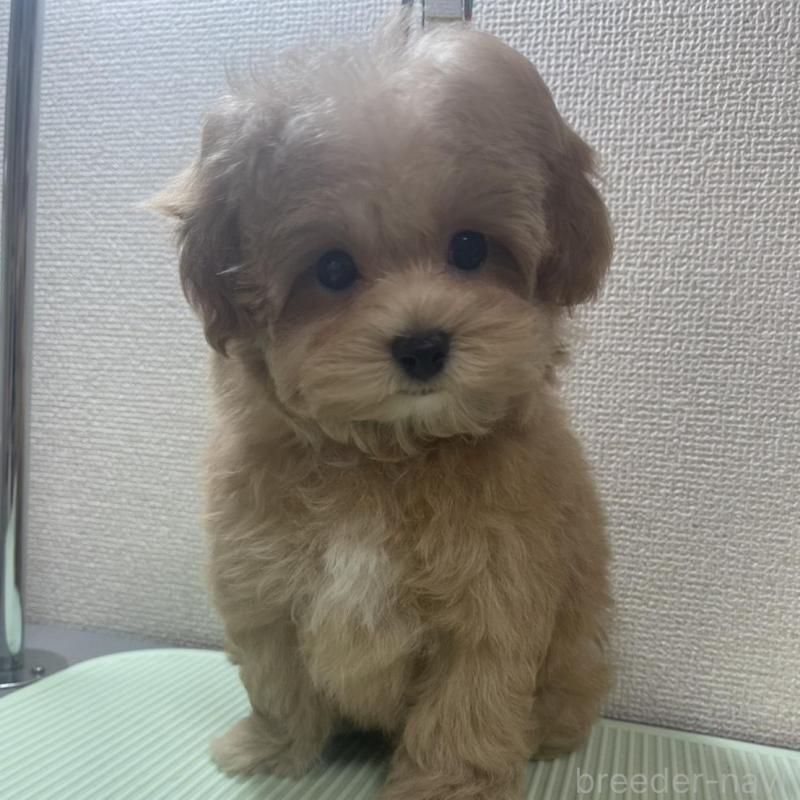 販売中の京都府のマルプー:マルチーズ×トイプードル-454241の4枚目