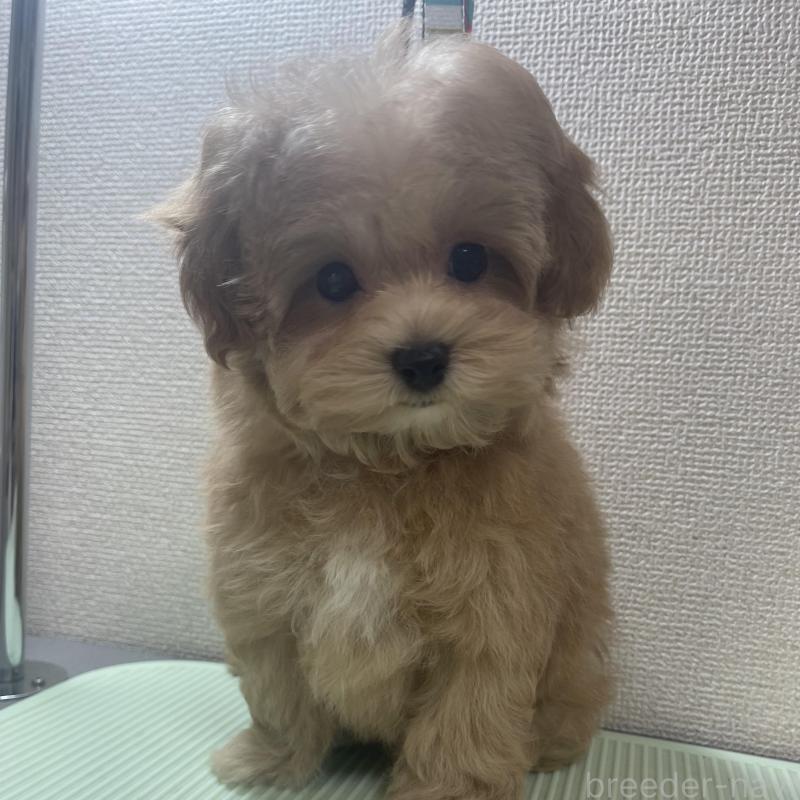 販売中の京都府のマルプー:マルチーズ×トイプードル-454241の3枚目