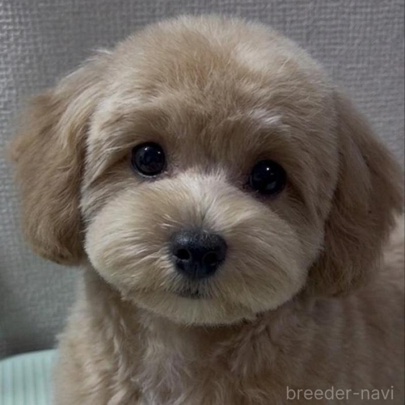 販売中の京都府のマルプー:マルチーズ×トイプードル-454241の2枚目