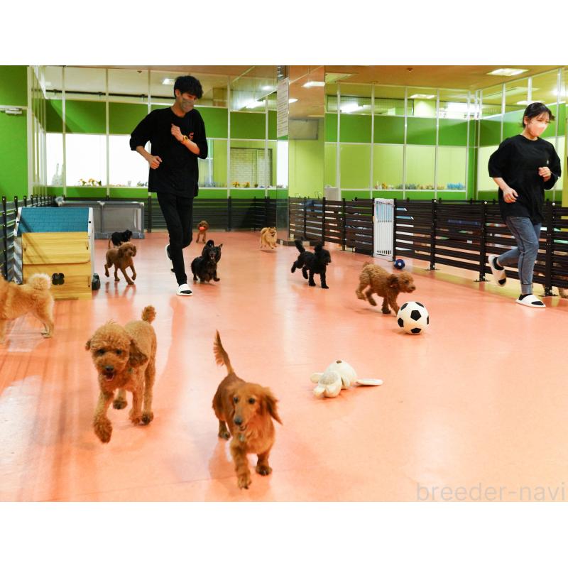 成約済の神奈川県のミックス犬-436309の2枚目