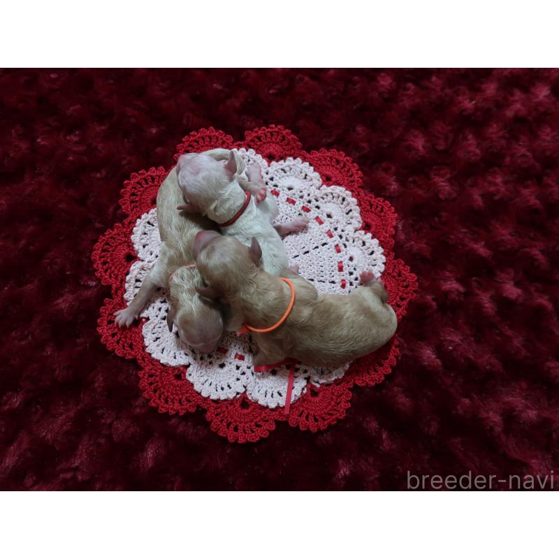 販売中の鹿児島県のティーカッププードル-454242の3枚目