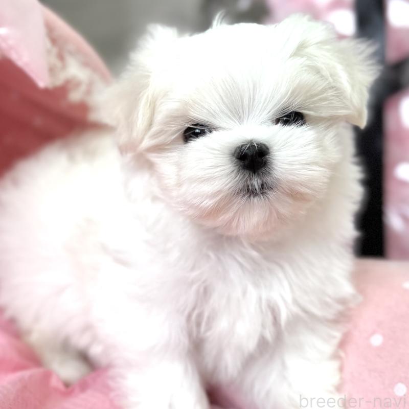 販売中の大阪府のマルチーズ-454243の9枚目